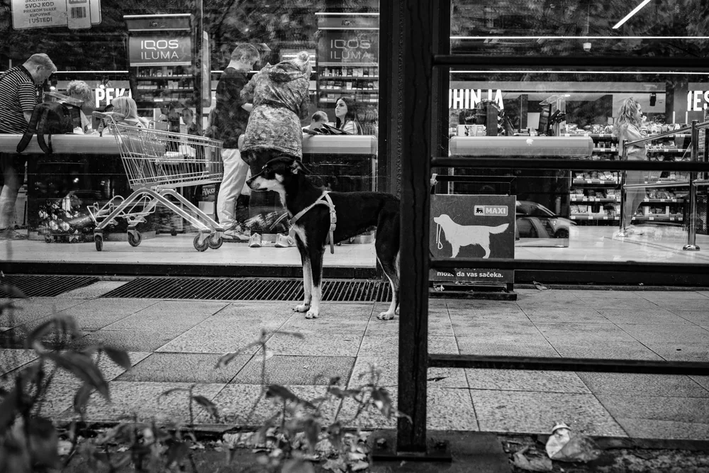 Street Photography in Belgrade, Serbia - Photo No. 8488 by Przemek Wozny